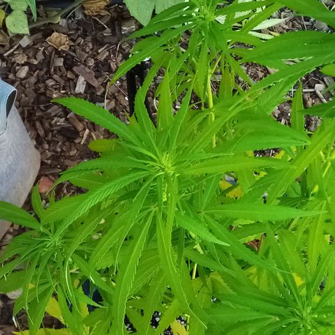 Kandi growlog timeline photo