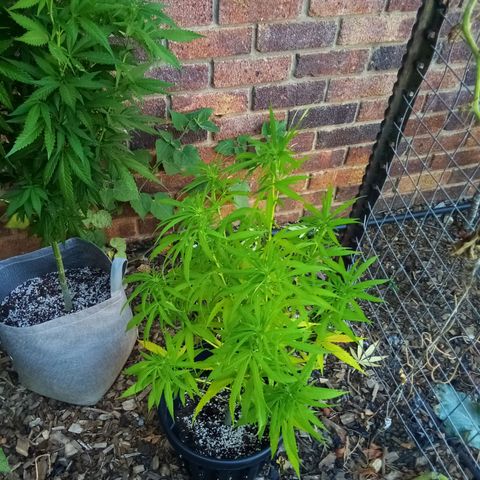 Kandi growlog timeline photo