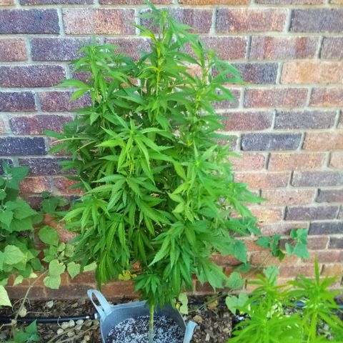 Lucy growlog timeline photo