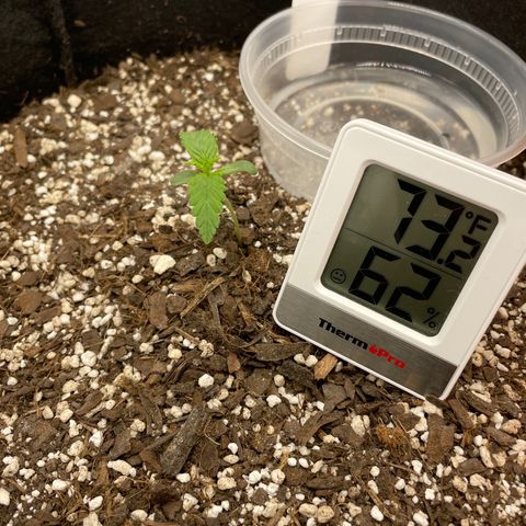 "Hot Damn!" growlog timeline photo