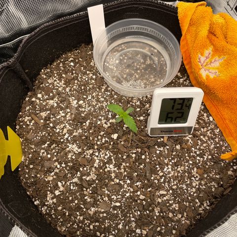 "Hot Damn!" growlog timeline photo