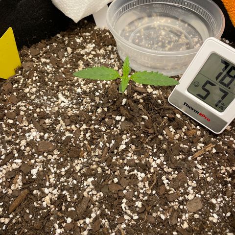 "Hot Damn!" growlog timeline photo