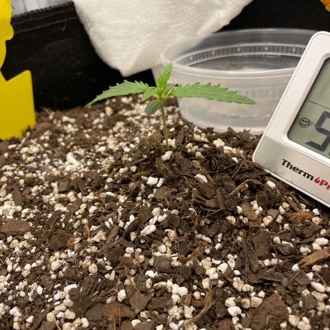 "Hot Damn!" growlog timeline photo