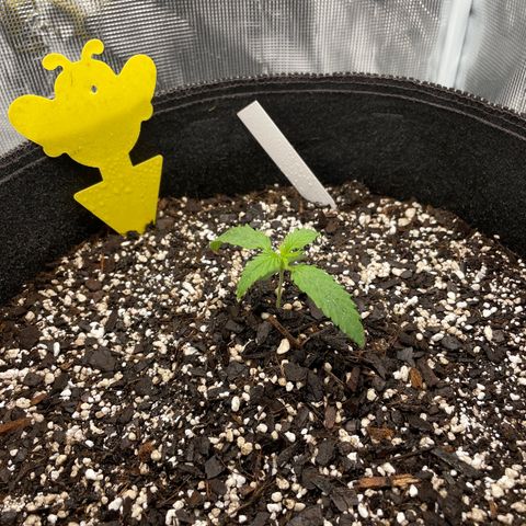 "Hot Damn!" growlog timeline photo