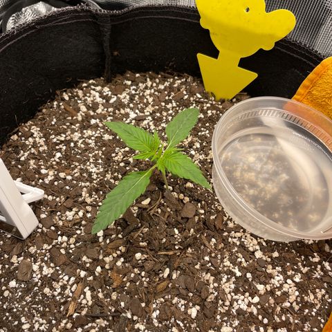 "Hot Damn!" growlog timeline photo