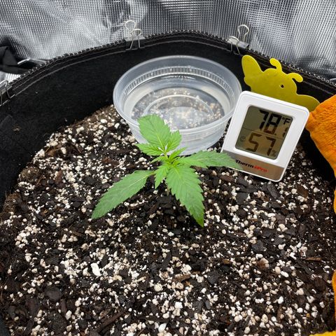 "Hot Damn!" growlog timeline photo