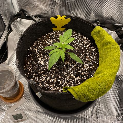"Hot Damn!" growlog timeline photo