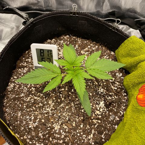 "Hot Damn!" growlog timeline photo