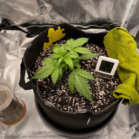 "Hot Damn!" growlog photo: Started light LST, dont know what the fuck im doing but here we go