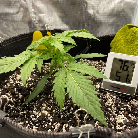 "Hot Damn!" growlog photo: Started light LST, dont know what the fuck im doing but here we go