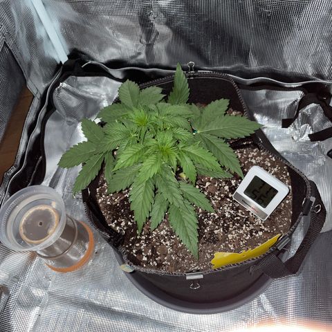 "Hot Damn!" growlog photo: bushy as hell, low node spacing but looking extremely healthy and vigorous growth. hoping the pre-flower stretch down the line spaces things out and gives me a chance to do more LST