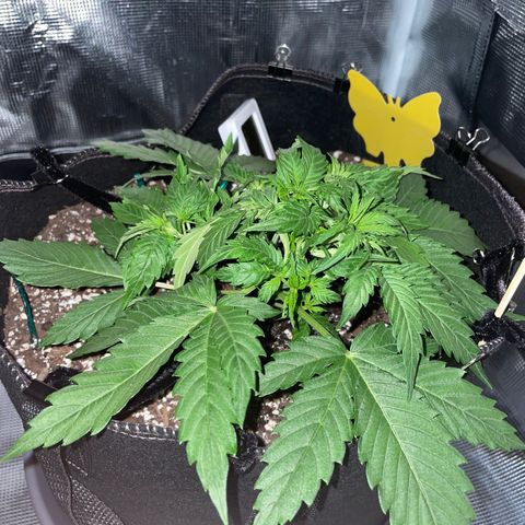 "Hot Damn!" growlog photo: post LST adjustments, still dont know what im really doing but i think im getting the hang of it