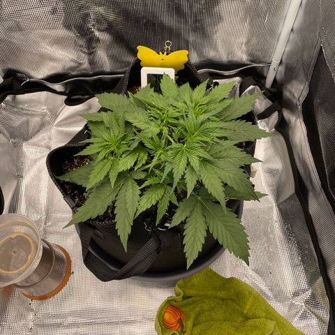 "Hot Damn!" growlog photo: i cannot tame this beast any longer