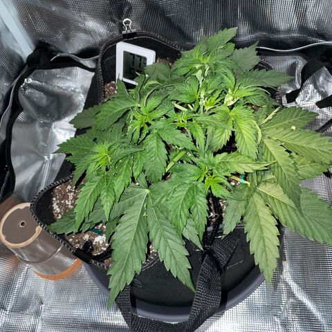"Hot Damn!" growlog photo: more LST