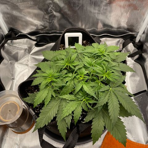 "Hot Damn!" growlog photo: she is a UNIT