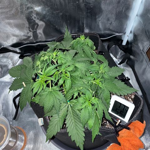 "Hot Damn!" growlog photo: post LST/leaf tucking, probably gonna let it be now until the next watering to gauge where im at in its cycle, would like to see a nice stretch within the next week or 2, signs of pre-flower have arrived and the sex is confirmed female, thankfully