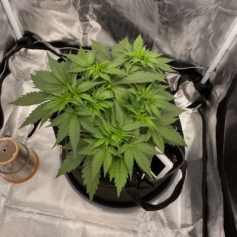 "Hot Damn!" growlog timeline photo
