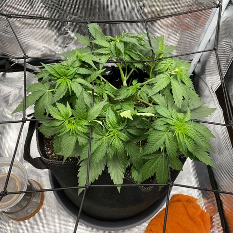 "Hot Damn!" growlog timeline photo