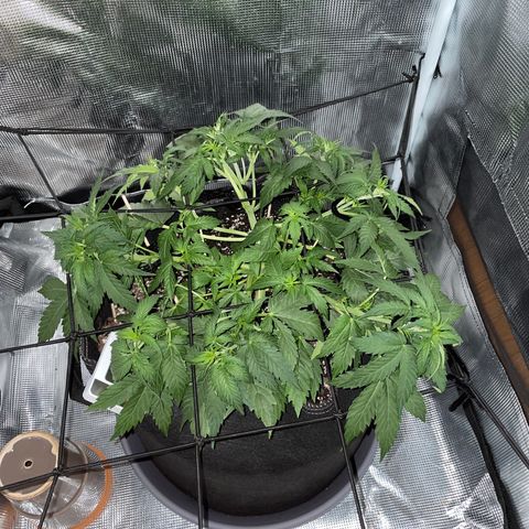 "Hot Damn!" growlog photo: 2nd attempt at trellis netting this lady, think i get the idea, wish i wouldve started it sooner but good to know for the future. Robust growth, colas EVERYWHERE atleast 15+ exposed to light. Looks like it could be an amazing yield for my first time
