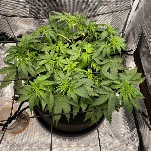 "Hot Damn!" growlog photo: wow
