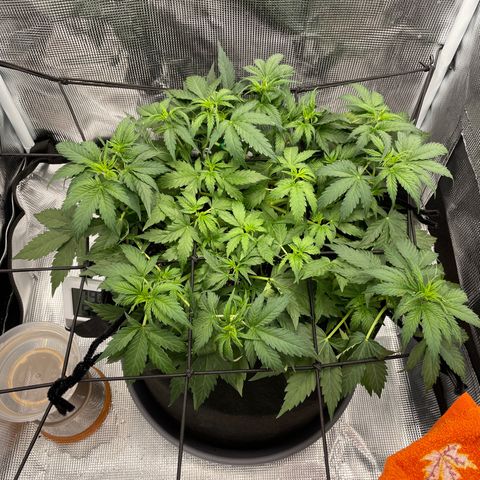 "Hot Damn!" growlog timeline photo