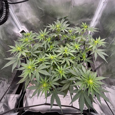 "Hot Damn!" growlog timeline photo