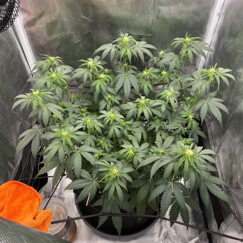 "Hot Damn!" growlog timeline photo