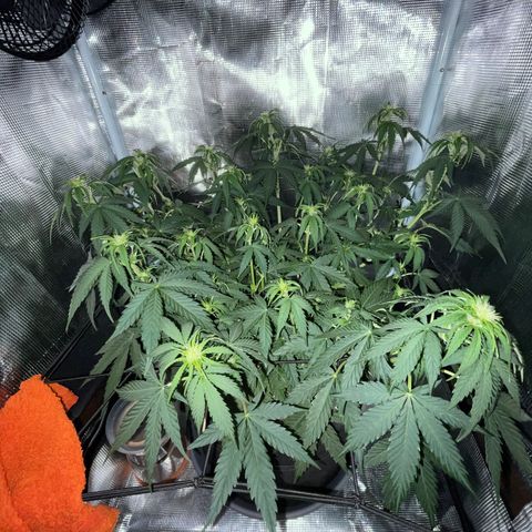 "Hot Damn!" growlog timeline photo