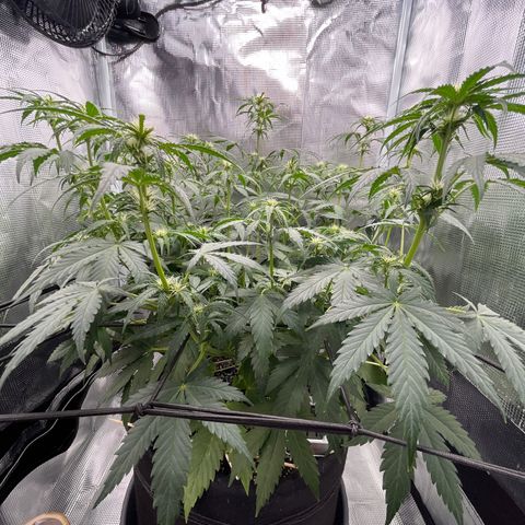"Hot Damn!" growlog photo: 🥰
