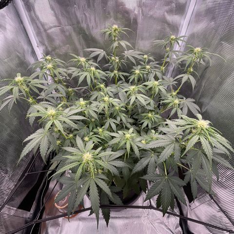 "Hot Damn!" growlog photo: 🥰