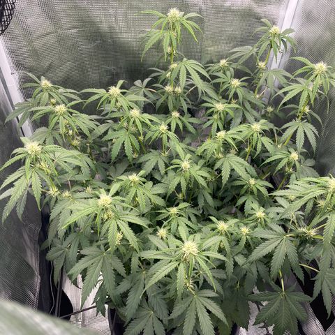 "Hot Damn!" growlog timeline photo