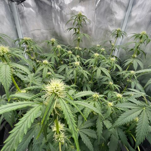 "Hot Damn!" growlog timeline photo