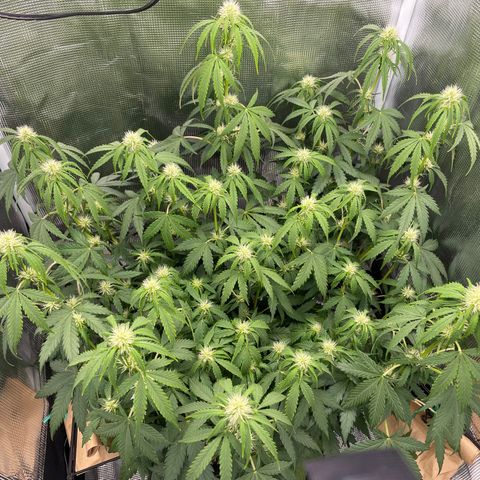 "Hot Damn!" growlog photo: Droopy by bud sites, not sure if its natural for this strain or what, other growth doesnt look droopy/wilted - only by the colas and their respective growth sites. Natural mechanism to draw more light towards the "buds" maybe or finishing off its stretch? Watering schedule has been perfect thusfar so i dont believe it could be overwatering, but everything is on the table. Otherwise it looks very healthy & with patience may be a tremendous yield?