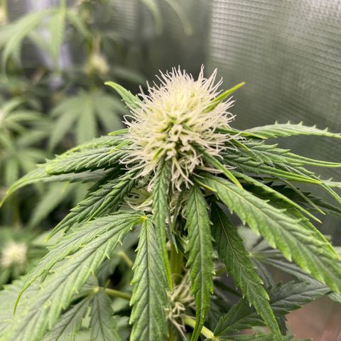"Hot Damn!" growlog timeline photo