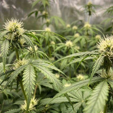 "Hot Damn!" growlog timeline photo