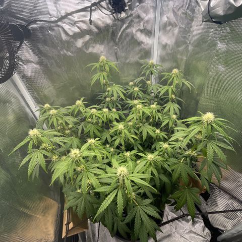 "Hot Damn!" growlog timeline photo