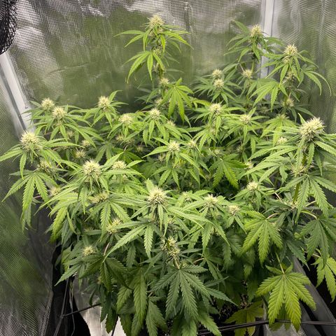 "Hot Damn!" growlog photo: Most people defoliate around now -  this is my first ever grow and i really dont want to mess around too much but it can definitely use some defoliation, especially by some whispy bud sites on the lower end of the stems. All i have been doing is plucking dead leaves off that interfere with some air flow, otherwise im letting nature run its course and the dead leaves will drop. business is boomin'