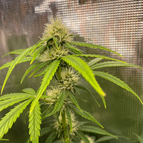 "Hot Damn!" growlog photo: Most people defoliate around now -  this is my first ever grow and i really dont want to mess around too much but it can definitely use some defoliation, especially by some whispy bud sites on the lower end of the stems. All i have been doing is plucking dead leaves off that interfere with some air flow, otherwise im letting nature run its course and the dead leaves will drop. business is boomin'