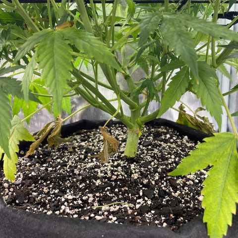 "Hot Damn!" growlog photo: Most people defoliate around now -  this is my first ever grow and i really dont want to mess around too much but it can definitely use some defoliation, especially by some whispy bud sites on the lower end of the stems. All i have been doing is plucking dead leaves off that interfere with some air flow, otherwise im letting nature run its course and the dead leaves will drop. business is boomin'