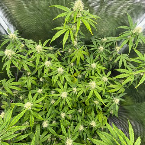 "Hot Damn!" growlog photo: Most people defoliate around now -  this is my first ever grow and i really dont want to mess around too much but it can definitely use some defoliation, especially by some whispy bud sites on the lower end of the stems. All i have been doing is plucking dead leaves off that interfere with some air flow, otherwise im letting nature run its course and the dead leaves will drop. business is boomin'