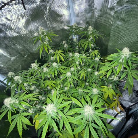 "Hot Damn!" growlog photo:  yellowing  and lime greenish color.