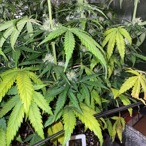 "Hot Damn!" growlog photo:  yellowing  and lime greenish color.