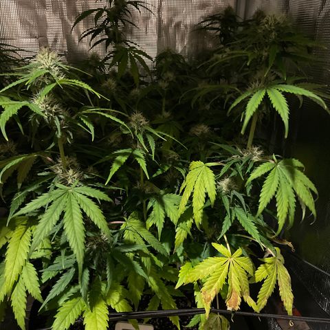"Hot Damn!" growlog photo:  yellowing  and lime greenish color.