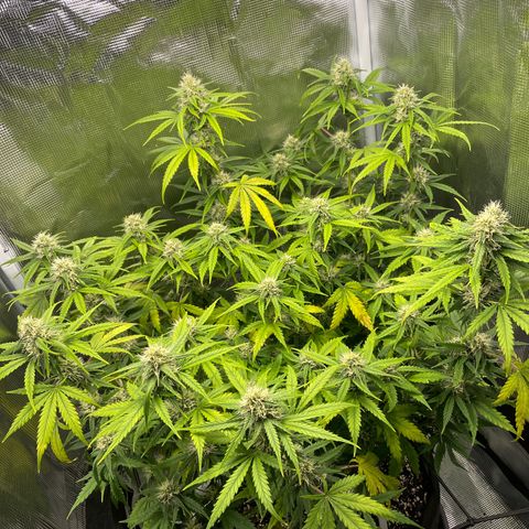"Hot Damn!" growlog timeline photo