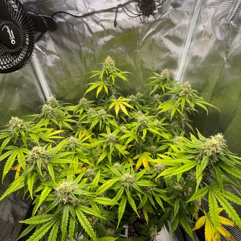 "Hot Damn!" growlog timeline photo