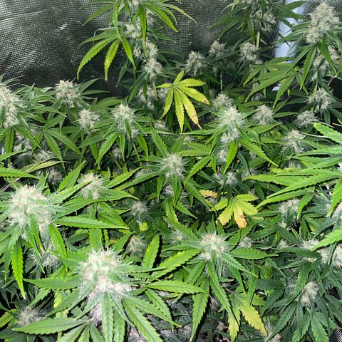 "Hot Damn!" growlog photo: recovered nicely & getting frosty