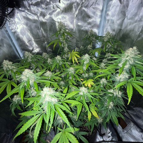 "Hot Damn!" growlog photo: recovered nicely & getting frosty