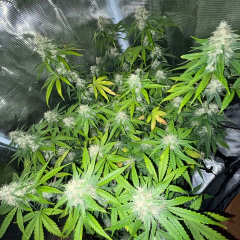 "Hot Damn!" growlog photo: recovered nicely & getting frosty