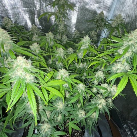 "Hot Damn!" growlog photo: Almost
