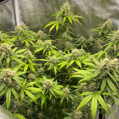 "Hot Damn!" growlog photo: Almost